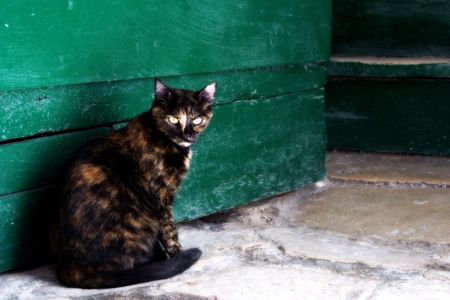 Catの写真素材