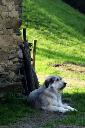 Dogの写真素材