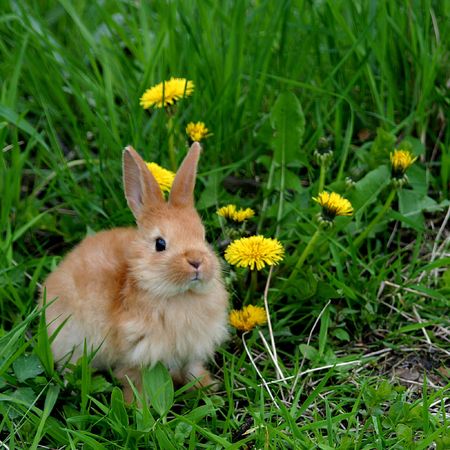 Little rabbitの写真素材