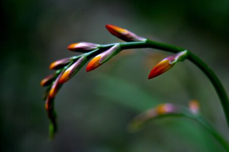 flower butsの写真素材