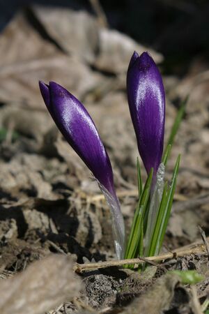 Crocus flowerの写真素材