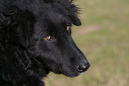 Black dogの写真素材