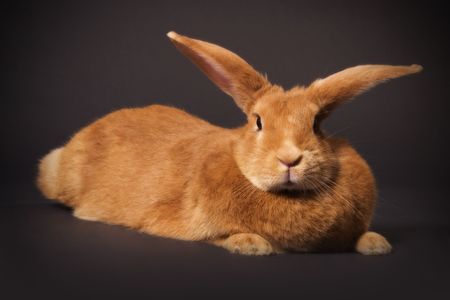 Rabbitの写真素材