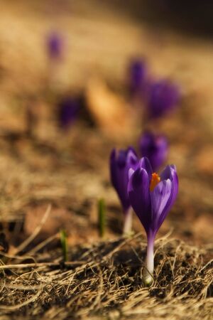Crocus flowersの写真素材