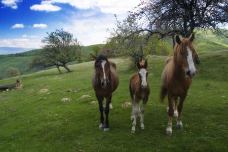 Horsesの写真素材