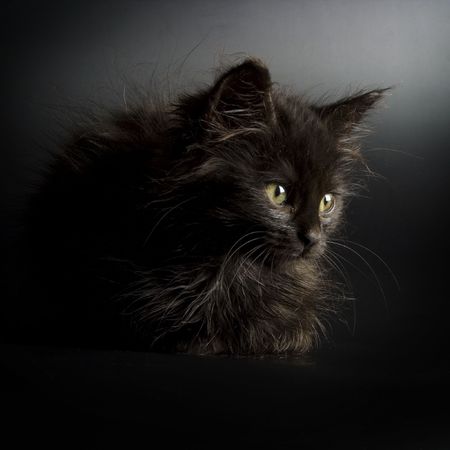 Little black catの写真素材