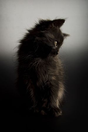 Little black catの写真素材