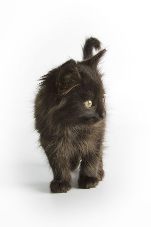 Little black catの写真素材