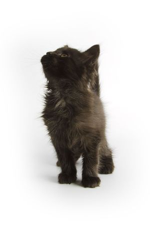 Little black catの写真素材