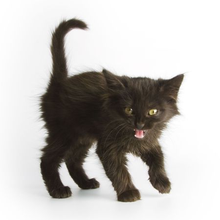 Little black catの写真素材
