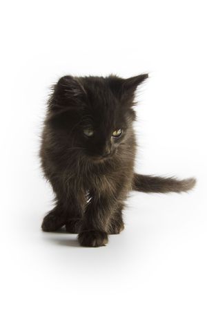 Little black catの写真素材