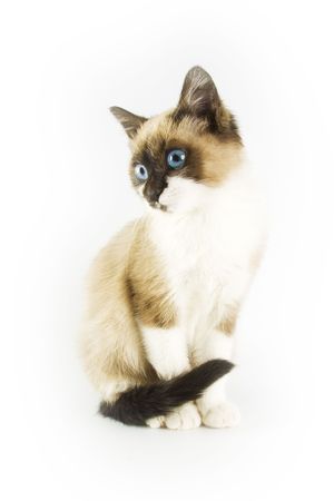 Young catの写真素材