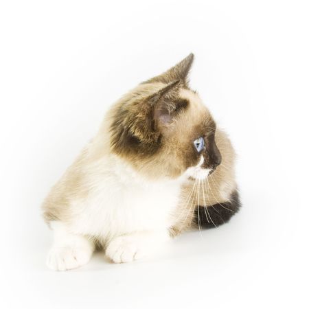 Young catの写真素材