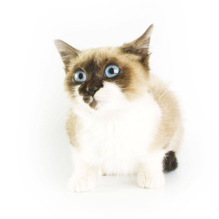 Young catの写真素材