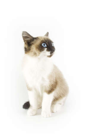 Young catの写真素材