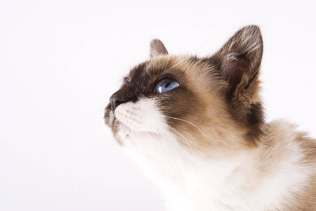 Young catの写真素材