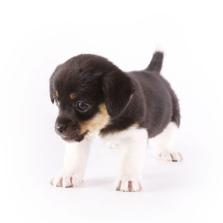 Little dogの写真素材