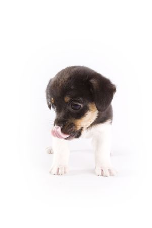 Little dogの写真素材
