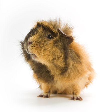 adorable guinea pigの写真素材