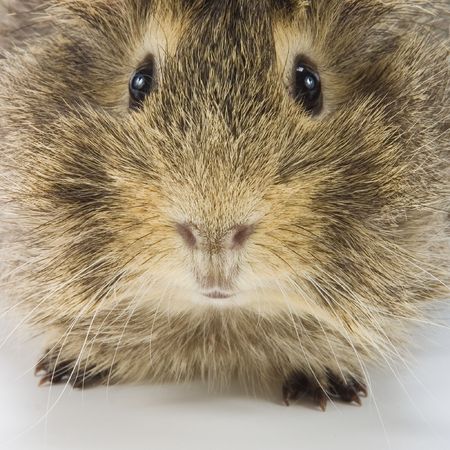 adorable guinea pigの写真素材