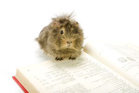 adorable guinea pig reading a book