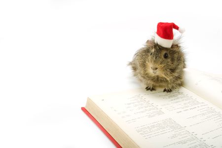 adorable guinea pig wearing a santa hatの写真素材
