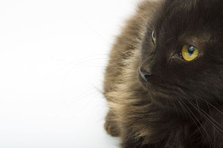 Black catの写真素材