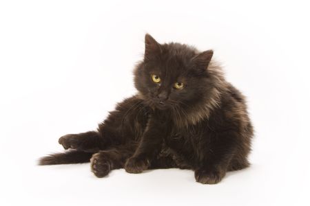 Black catの写真素材