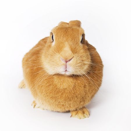 Bunnyの写真素材