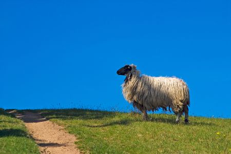 Sheepの写真素材