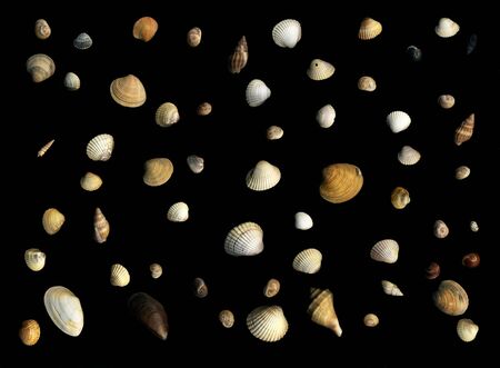 Shells