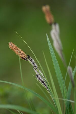 Grassの写真素材