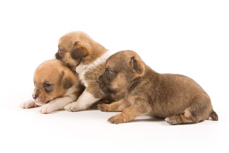Three puppies on white backgroundの写真素材