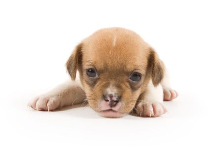 Puppy on white backgroundの写真素材