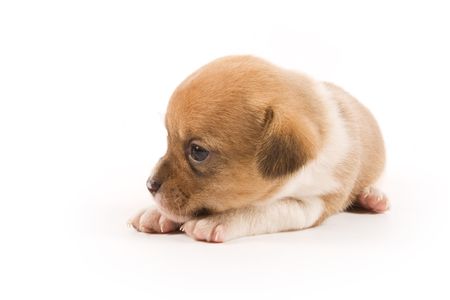 Puppy on white backgroundの写真素材
