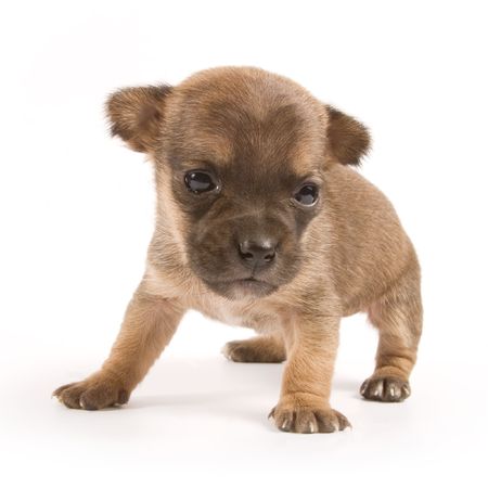 Puppy on white backgroundの写真素材