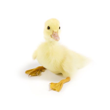 Ducklingsの写真素材
