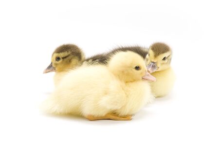 Ducklingsの写真素材