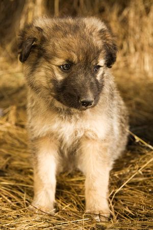 Puppyの写真素材