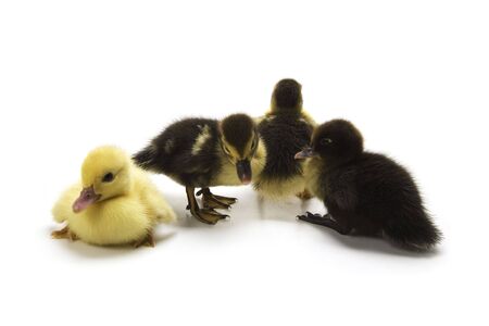 Ducklingsの写真素材