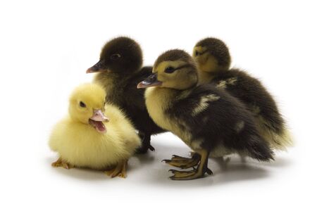 Ducklingsの写真素材