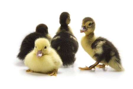 Ducklingsの写真素材