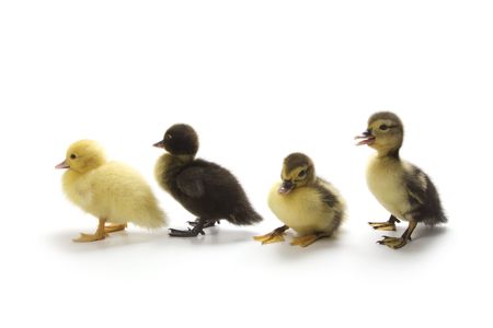 Ducklingsの写真素材