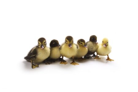 Ducklingsの写真素材