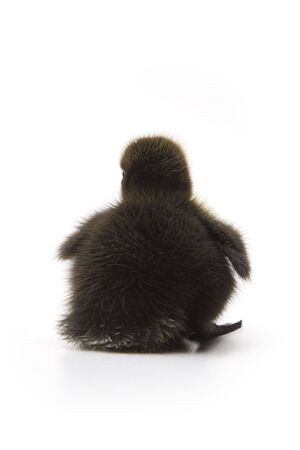 Ducklingの写真素材