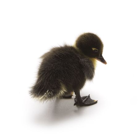 Ducklingの写真素材