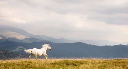 White horseの写真素材