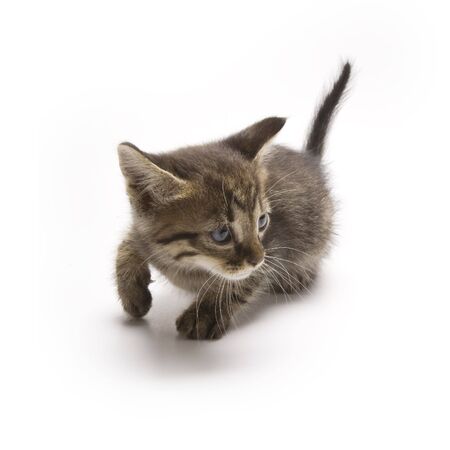 Kittenの写真素材