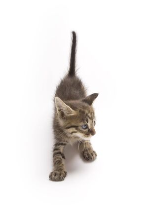 Kittenの写真素材