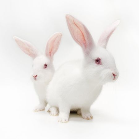 White bunniesの写真素材